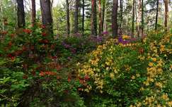 tavasz rododendron kertek és parkok erdő