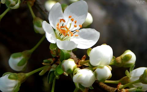 gyümölcsfa virág