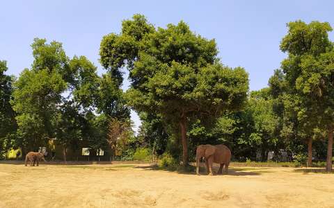 Sóstó Zoo - Afrikai elefánt