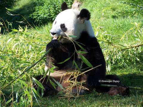 Zoo de Beauval -Panda