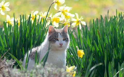 címlapfotó macska nárcisz tavasz