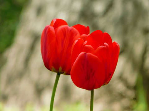 Tulipán - pár