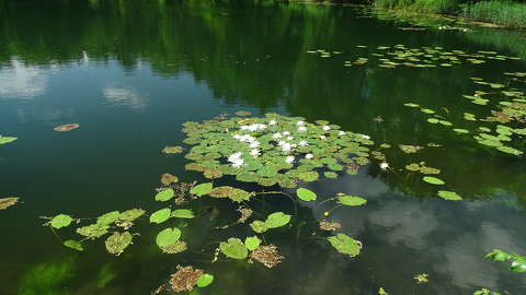 tavirózsa tó