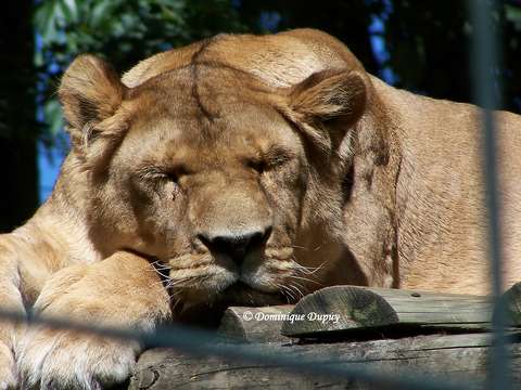 Lionne du Zoo de Beauval - France