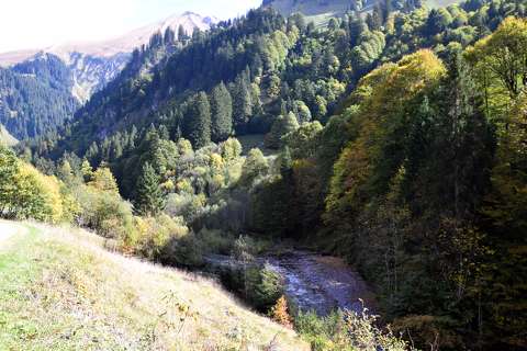 erdő hegy patak ősz