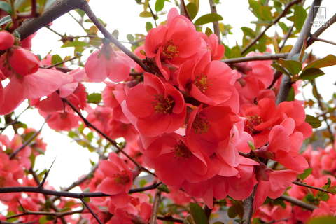 japánbirs, tavasz, virágzó fa
