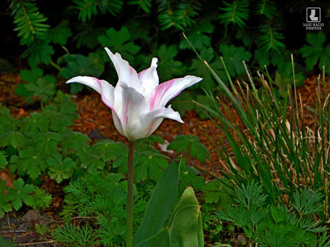 tulipán, kerti virág
