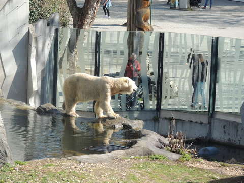Jegesmedve a Schönbrunni Állatkertben