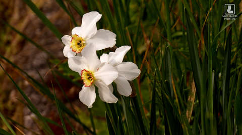 fehér nárcisz, tavaszi kerti virág