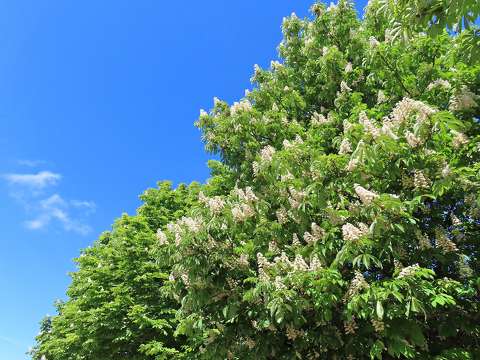 címlapfotó gesztenyevirág tavasz virágzó fa