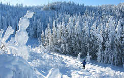 téli sport címlapfotó erdő tél