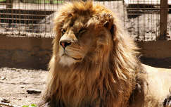oroszlán az Abonyi állatkertben