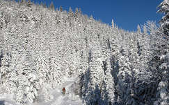 fenyő út címlapfotó téli sport erdő tél