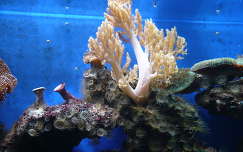 tengeri élőlény korall akvárium