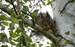 mókus címlapfotó dió gyümölcs