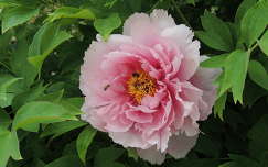 Bazsarózsa (Pünkösdi rózsa)