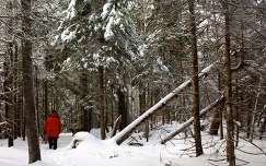 fenyő erdő kanada tél prince edward island