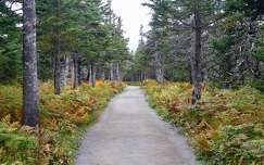 út címlapfotó ősz erdő kanada prince edward island