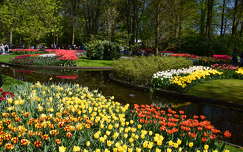 tulipán tavaszi virág címlapfotó hollandia tavasz keukenhof kertek és parkok