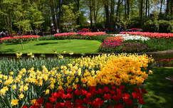 tulipán tavaszi virág hollandia tavasz keukenhof kertek és parkok