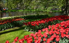 tulipán tavaszi virág hollandia tavasz keukenhof