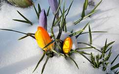 vadvirág tavaszi virág címlapfotó krókusz tél