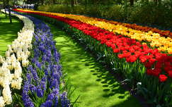 tulipán tavaszi virág címlapfotó hollandia tavasz keukenhof kertek és parkok jácint