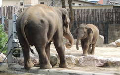 címlapfotó elefánt állatkölyök