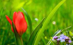 tulipán tavaszi virág címlapfotó nefelejcs