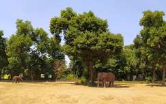Sóstó Zoo - Afrikai elefánt