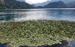 szlovénia hegy tavirózsa alpok levél bledi-tó tó