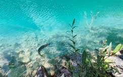 címlapfotó plitvicei tavak világörökség hal horvátország tó