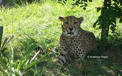 Zoo de Beauval - Guépard