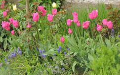 tulipán tavaszi virág fürtösgyöngyike