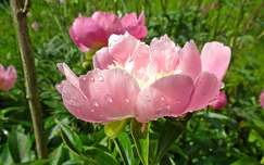 tavaszi virág pünkösdi rózsa vízcsepp