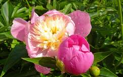 bimbó tavaszi virág pünkösdi rózsa vízcsepp