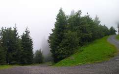 Alpok, köd, erdő, fenyő, út