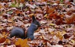ősz mókus levél címlapfotó