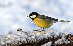 széncinege címlapfotó cinege madár tél