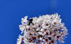 tavasz gyümölcsfavirág rovar