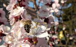 gyümölcsfavirág címlapfotó rovar méh tavasz