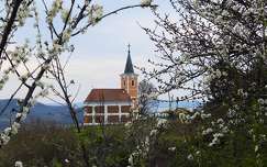 tavasz címlapfotó virágzó fa templom