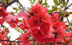 japánbirs, tavasz, virágzó fa