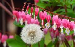 rovar méh tavaszi virág szívvirág címlapfotó tavasz pitypang