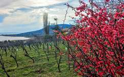 címlapfotó magyarország balaton tavasz szőlőültetvény tó