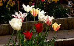 tulipánok, tavaszi virág