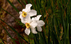 fehér nárcisz, tavaszi kerti virág