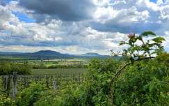szőlőültetvény hegy magyarország felhő tavasz