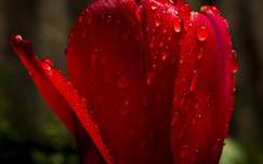 tulipán tavaszi virág nőnap vízcsepp