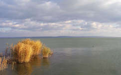 nád balaton tó magyarország